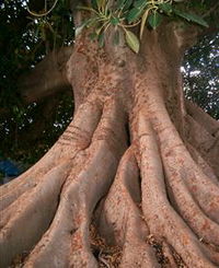 The Big Fig Tree - Bundaberg Accommodation