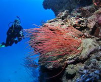 Three Sisters Dive Site - Attractions