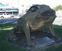 Big Cane Toad - Accommodation Gladstone