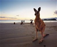Wallabies on the Beach at Cape Hillsborough - Gold Coast Attractions