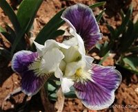 Sunshine Iris Nursery - Accommodation Tasmania