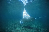 Manta Ray Bay Dive Site - Tourism Canberra