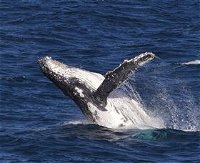 Whale Watching on Keswick Island - Accommodation Australia