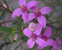 Self Drive Geology and Nature Trails - Lightning Ridge Tourism