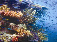 Fairey Reef - Attractions
