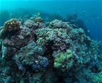 Manta Ray Drop Off Dive Site - QLD Tourism