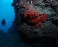 Stepping Stones Dive Site - WA Accommodation