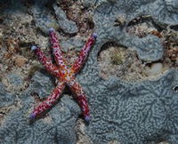 Clam Gardens Dive Site - Carnarvon Accommodation