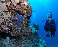 Lighthouse Bommie Dive Site - Accommodation Airlie Beach