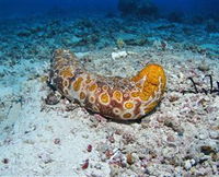 Two Towers Dive Site - WA Accommodation