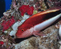 Snake Pit Dive Site - Accommodation Australia