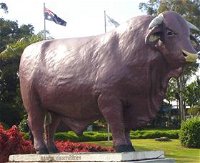 Rockhampton Bull Statues - Accommodation Daintree