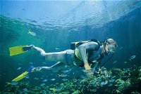 Seaflight Bommie Dive Site - QLD Tourism