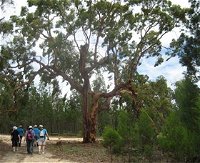 Koorilgur Nature Reserve - Accommodation Australia