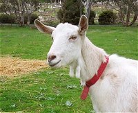 Dunkell Goats - Tourism Canberra