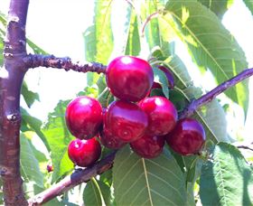 Ballinaclash Orchard And Cellar Door Young Attractions