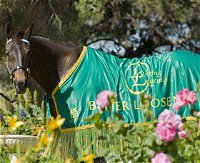 Living Legends The International Home of Rest for Champion Horses - Accommodation Rockhampton