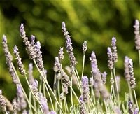 Rustique Lavender Farm - Tourism Bookings WA