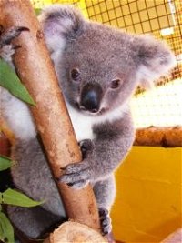 Cooberrie Park Wildlife Sanctuary - Accommodation Redcliffe
