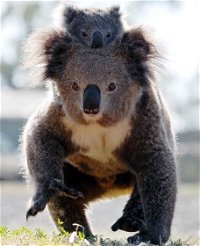 Koalas in Gunnedah - Port Augusta Accommodation