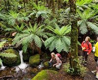 Baw Baw National Park - Attractions Melbourne