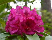 Campbell Rhododendron Gardens - Carnarvon Accommodation