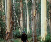 Blue Gum Forest - Accommodation Cooktown