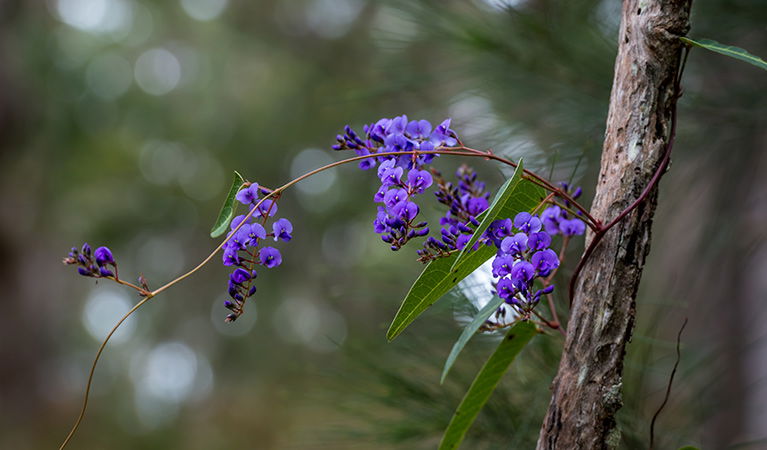  Accommodation Mount Tamborine