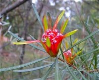 Glenbrook Native Plant Reserve and Nursery - Accommodation Bookings