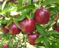 Top 40 Orchard - Accommodation Tasmania