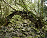 Mitchell River National Park - Accommodation Tasmania