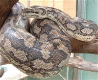 Armadale Reptile Centre - Accommodation Airlie Beach