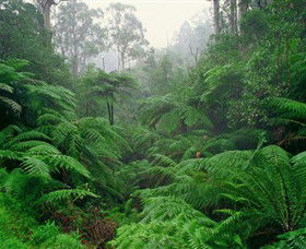 Balook VIC QLD Tourism