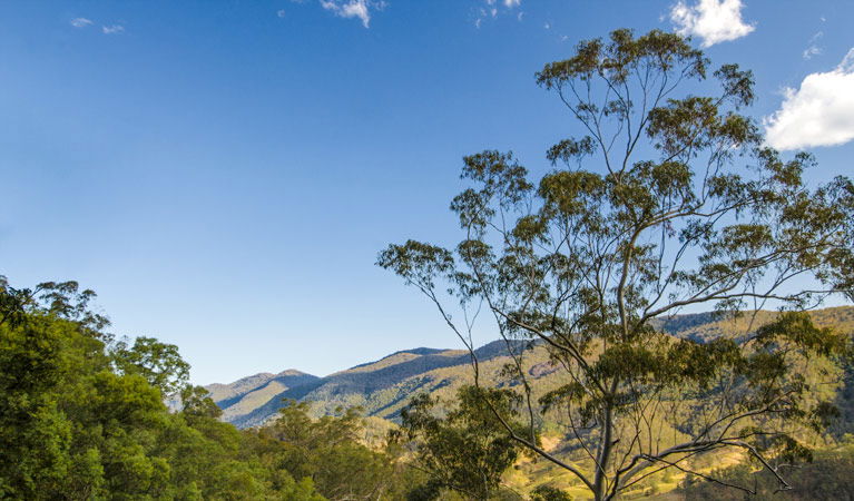 Dewitt NSW Accommodation Cooktown