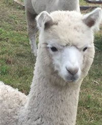 Storybook Alpacas - Accommodation Redcliffe
