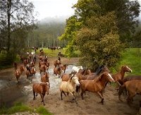 Glenworth Valley Horse Riding - Attractions Melbourne