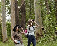 Chichester State Forest - Attractions Melbourne