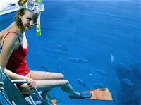 Roy Rufus Artificial Reef Dive Site - Surfers Paradise Gold Coast
