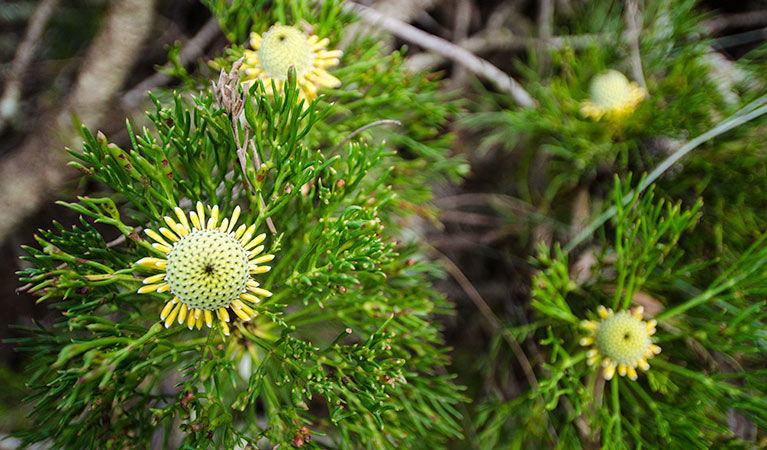 Mount Keira NSW Whitsundays Tourism