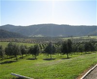 Hastings Valley Olives - Accommodation Cooktown