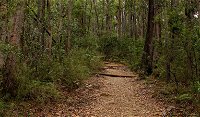 Pigeon House Mountain Didthul walking track - Accommodation Redcliffe