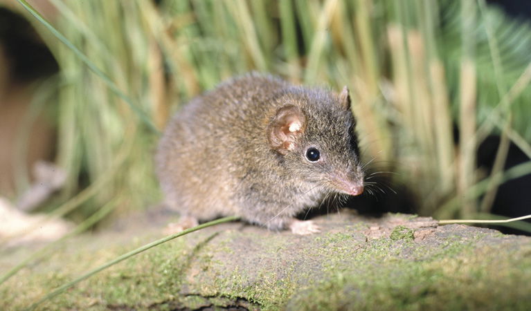 Wybung NSW Tourism Cairns