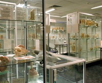 Museum of Human Disease - Accommodation Fremantle