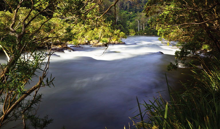 Wild Cattle Creek NSW Tourism Cairns