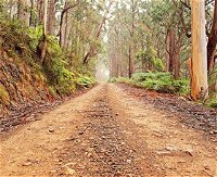 Cycle Mogo State Forest - Attractions Perth