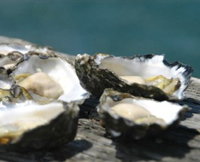Jim Wilds Oyster Service - Attractions Perth