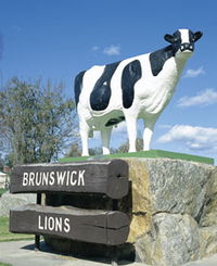 Brunswick Cow - Accommodation Mount Tamborine