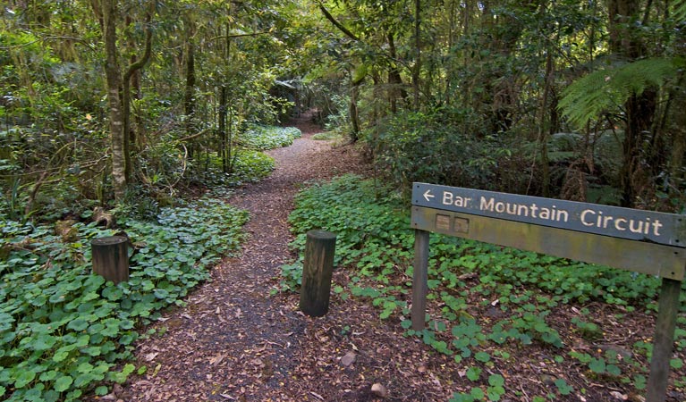 Upper Horseshoe Creek NSW Accommodation Mount Tamborine