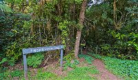 Falcorostrum loop walking track - Accommodation Mount Tamborine