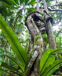 Tamborine Rainforest Skywalk - QLD Tourism